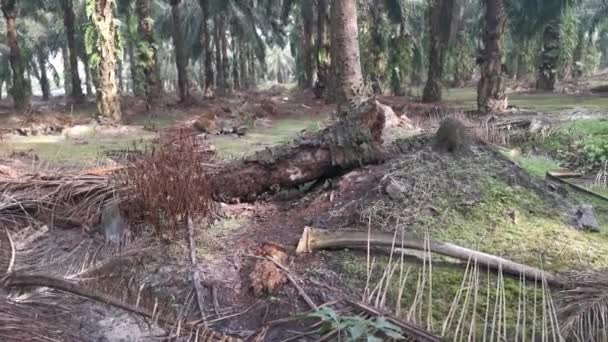 Caído Tronco Palma Árvore Óleo Decadente Chão — Vídeo de Stock