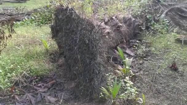 倒下的棕榈油树干在地上腐烂 — 图库视频影像