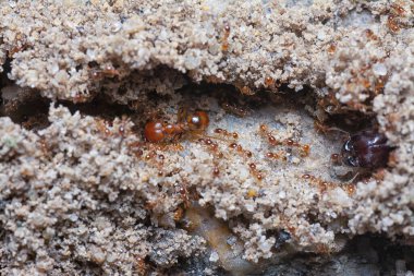 Küçük kırmızı tropik ateş karıncalarının yuvası.