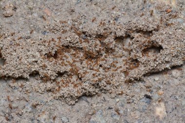 Küçük kırmızı tropik ateş karıncalarının yuvası.