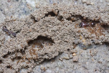 Küçük kırmızı tropik ateş karıncalarının yuvası.