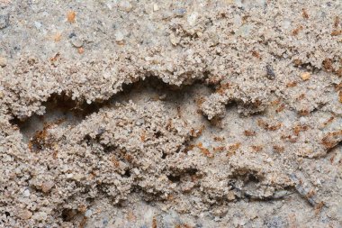 Küçük kırmızı tropik ateş karıncalarının yuvası.