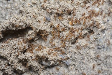 Küçük kırmızı tropik ateş karıncalarının yuvası.