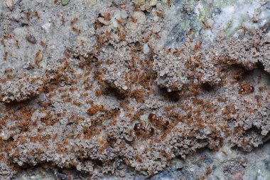 Küçük kırmızı tropik ateş karıncalarının yuvası.