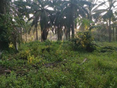 Palmiye yağı tarlasında manzara.