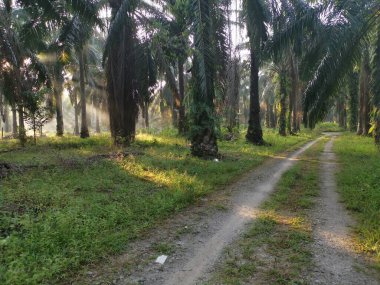 Palmiye yağı tarlasında manzara.