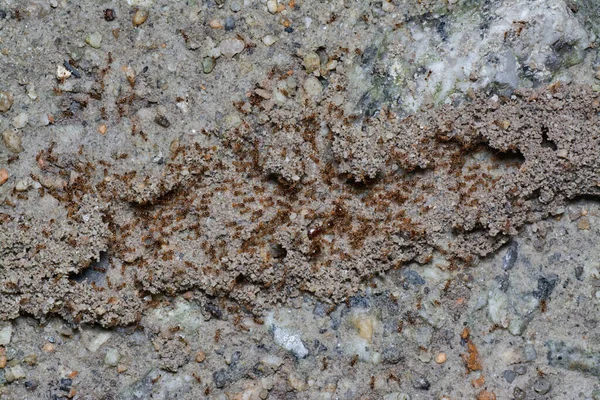 Nest Little Red Tropical Fire Ants — Stock Photo, Image