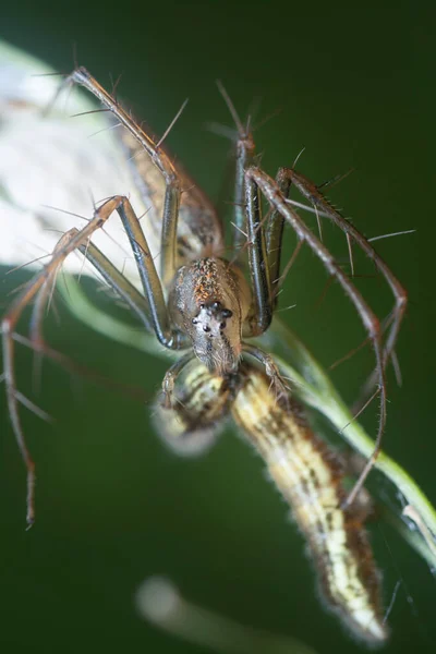 雌性山猫蜘蛛的近照 — 图库照片