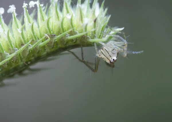 Zblízka Snímek Ženského Lynx Pavouka — Stock fotografie