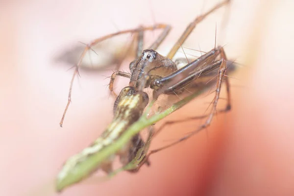 Tiro Perto Aranha Lince Fêmea — Fotografia de Stock