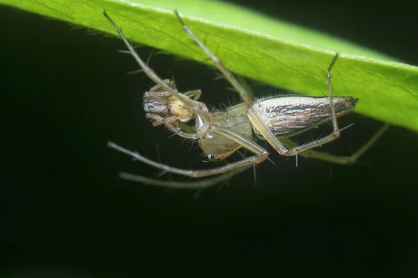 Zblízka Snímek Ženského Lynx Pavouka — Stock fotografie