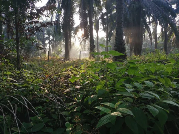 Paysage Plantation Huile Palme — Photo