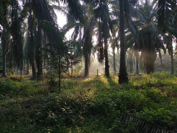 Paysage Plantation Huile Palme — Photo