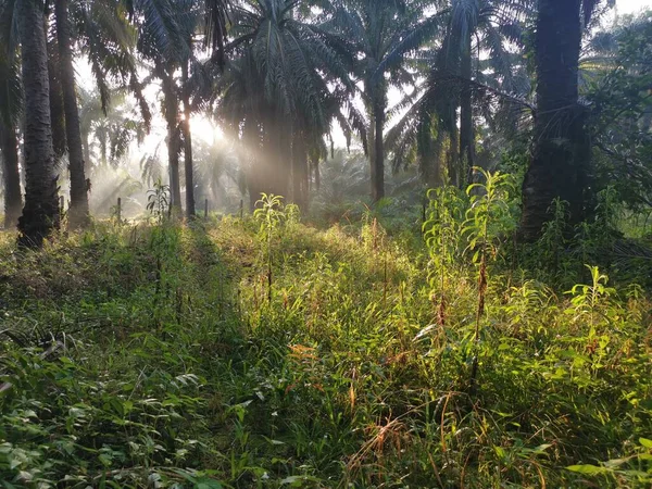 Paysage Plantation Huile Palme — Photo