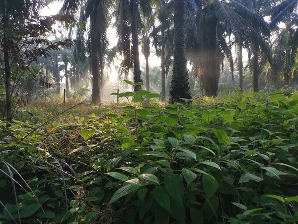 Cena Paisagem Plantação Óleo Palma — Fotografia de Stock