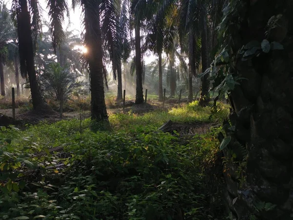 Landskapsscen Vid Palmoljeplantagen — Stockfoto