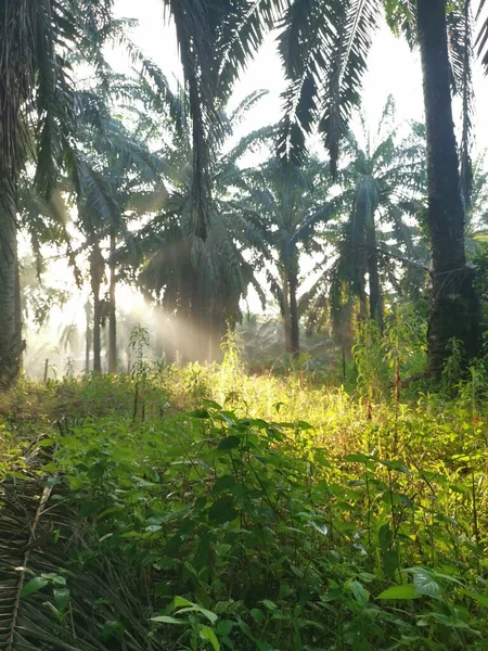 Landschap Scène Palmolie Plantage — Stockfoto