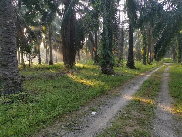 Scena Krajobrazu Plantacji Oleju Palmowego — Zdjęcie stockowe