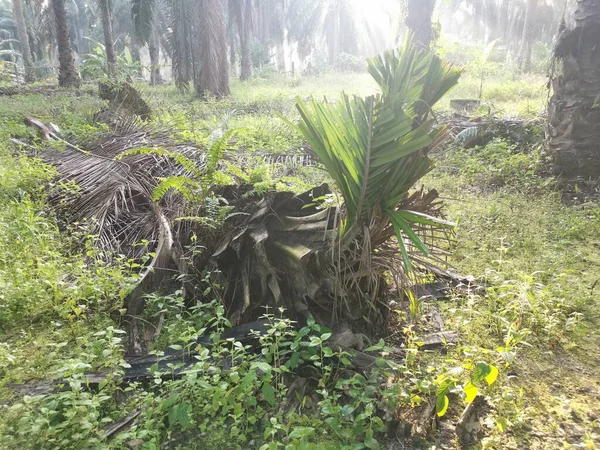 fallen palm oil tree trunk decaying on the ground.