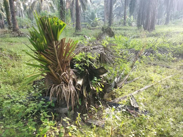 fallen palm oil tree trunk decaying on the ground.
