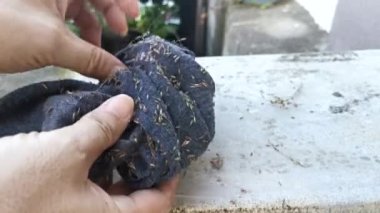 Koyu gri çoraba yapışmış krisopogon aciculatus.