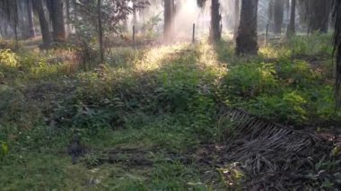 İç palmiye yağı tarlasında manzara.