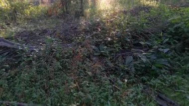 İç palmiye yağı tarlasında manzara.