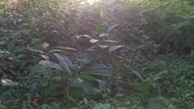 İç palmiye yağı tarlasında manzara.