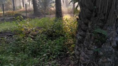 İç palmiye yağı tarlasında manzara.