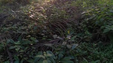 İç palmiye yağı tarlasında manzara.