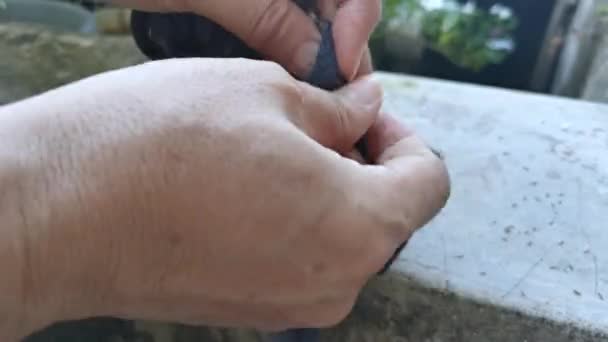 Chrysopogon Aciculatus Přilepený Tmavě Šedou Punčochu — Stock video
