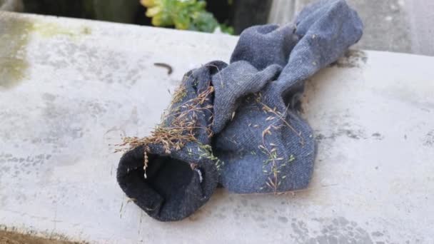 Chrysopogon Aciculatus Colado Meia Cinza Escura — Vídeo de Stock