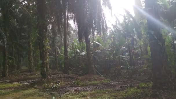 Pemandangan Lansekap Perkebunan Kelapa Sawit Dalam — Stok Video