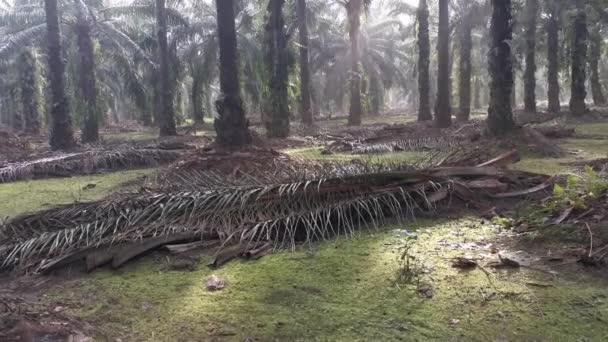 Landskap Scen Den Inre Palmoljeplantage — Stockvideo
