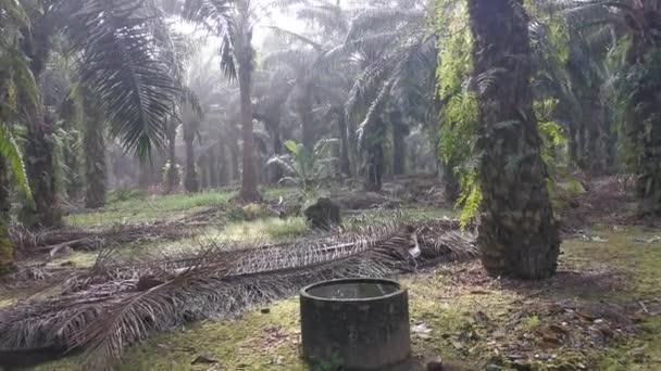 Pemandangan Lansekap Perkebunan Kelapa Sawit Dalam — Stok Video