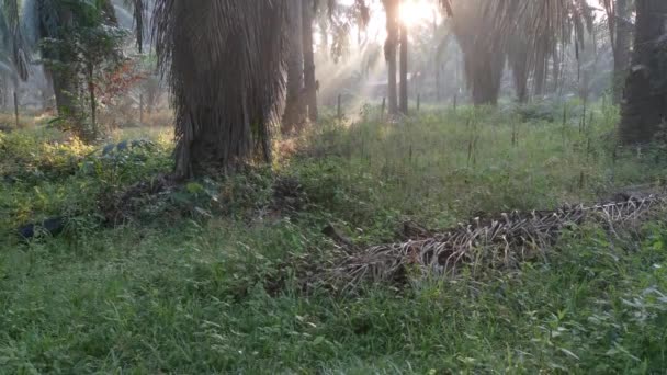 Pemandangan Lansekap Perkebunan Kelapa Sawit Dalam — Stok Video