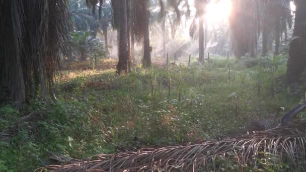 Pemandangan Lansekap Perkebunan Kelapa Sawit Dalam — Stok Video