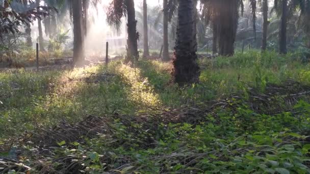 Scène Paysage Plantation Intérieure Huile Palme — Video