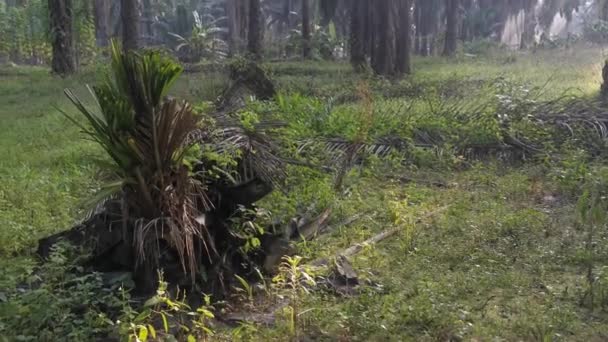 Падіння Пальмової Олії Стовбур Дерева Розпадається Землі — стокове відео