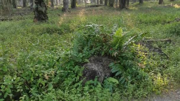 Падіння Пальмової Олії Стовбур Дерева Розпадається Землі — стокове відео