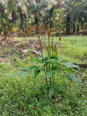 Genç Hevea brasiliensis filizlenen bir ağaç..