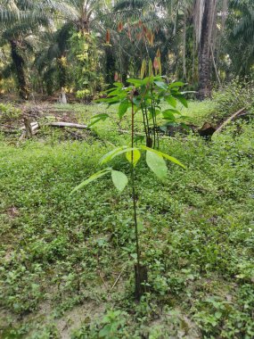 Genç Hevea brasiliensis filizlenen bir ağaç..