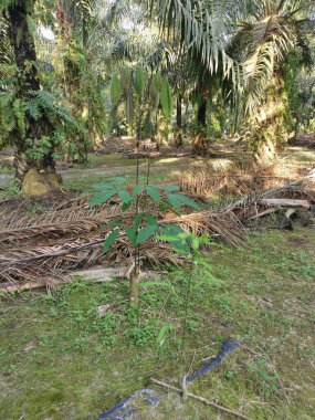 Genç Hevea brasiliensis filizlenen bir ağaç..