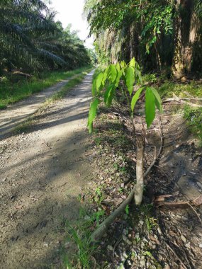 Genç Hevea brasiliensis filizlenen bir ağaç..