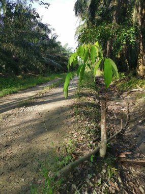 Genç Hevea brasiliensis filizlenen bir ağaç..