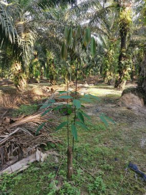 Genç Hevea brasiliensis filizlenen bir ağaç..