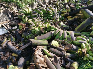 Bir yığın çürük ya da yere muz meyvesi atın.