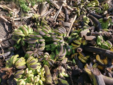 Bir yığın çürük ya da yere muz meyvesi atın.