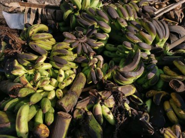 Bir yığın çürük ya da yere muz meyvesi atın.