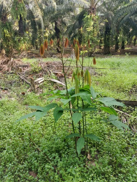 Genç Hevea brasiliensis filizlenen bir ağaç..